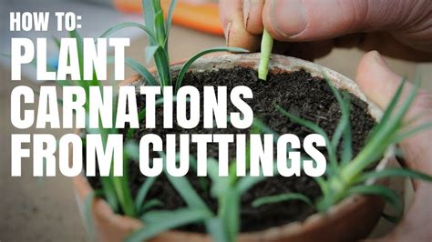 Planting the seeds once can give you many years of. how to plant carnations from cuttings - YouTube