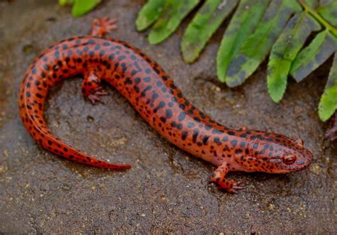 Are Red Salamanders Poisonous To Humans Or Pets Answered
