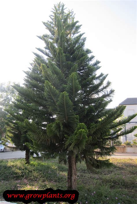 Book your hotel in burnt pine. Norfolk island pine - How to grow plants