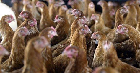 Chicken Processing Company Recalls Meat Sold Nationwide Over Listeria