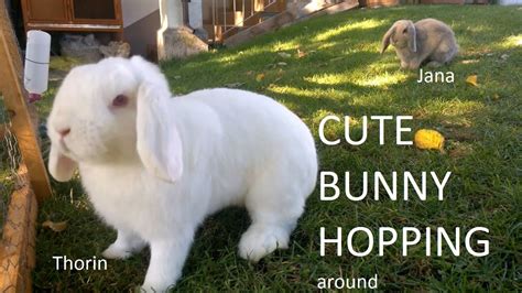 Cute Bunnies Hopping Around Hd Youtube