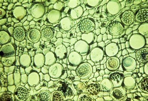 Plant Phloem Tissue Light Micrograph Stock Image C0131543