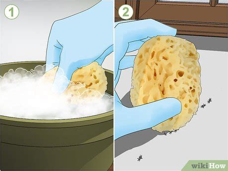 3 Ways to Get Rid of Ants - wikiHow