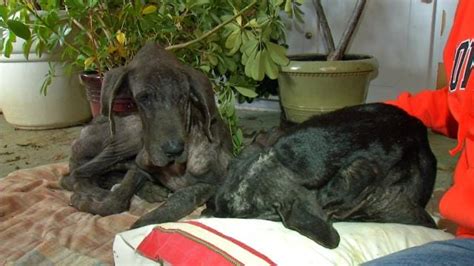 Two Starving Great Danes Rescued From Mayes County Home