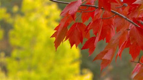Heres When Fall Colors Peak Across Iowa