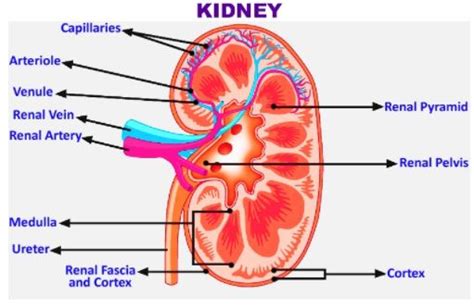 How Would You Distinguish Between A Renal Artery And Renal Vein In A