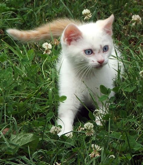 Memiliki kucing tentu menjadi hal yang menyenangkan bagi para pencinta kucing. RUSLEE CATS: KUCING UNTUK DIJUAL