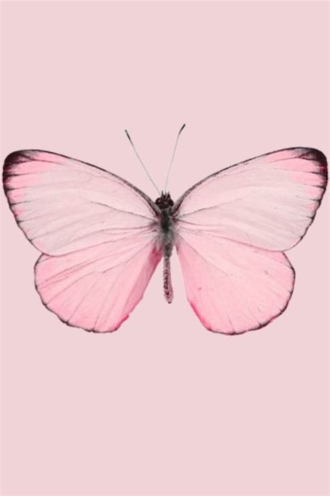 How Absolutely Beautiful Pink Butterfly Pale Pink Beautiful