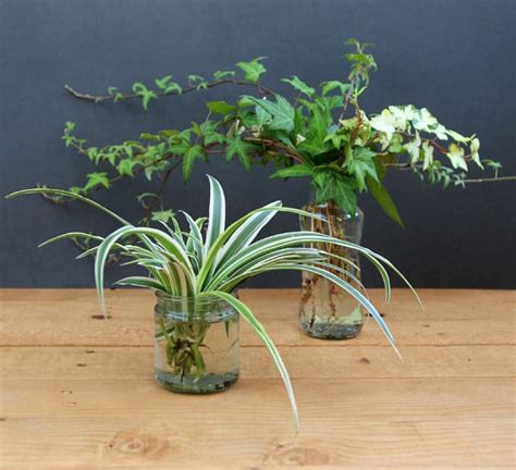 Grow Beautiful Indoor Plants In Water So Easy Water Plants Indoor