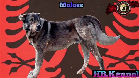 Moloss Dog Native Mountain Shepherd Dog Of Albania Molossus Of