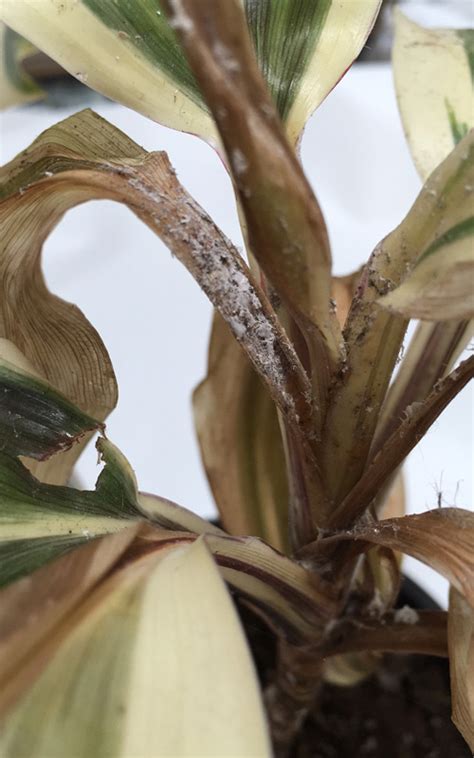 How To Get Rid Of Mealybug Kings Plant Doctor