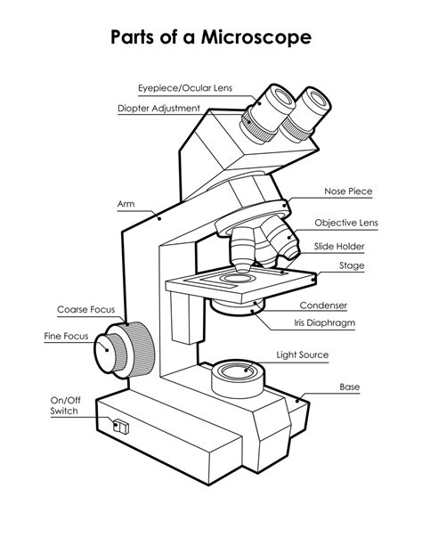 Labeled Microscope Diagram Tim S Printables