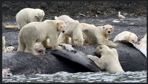 Polar Bear Population Increases Despite Climate Change You Stupid Boy