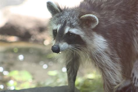 Nwi Dunes Wildlife At The Indiana Dunes State Park Nature Center And