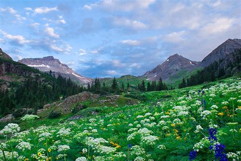 Wildflowers In Yankee Boy Basin Uncompahgre National Forest Ouray