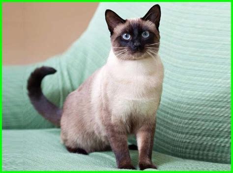 Ini bisa menjadi nama yang bagus jika kamu juga penggemar moge) 38. Kucing Siam, Asal Usul, Sejarah dan Karakteristik | Kucing ...