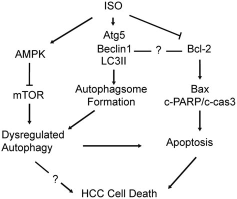 Isoquercitrin Induces Apoptosis And Autophagy In Hepatocellular