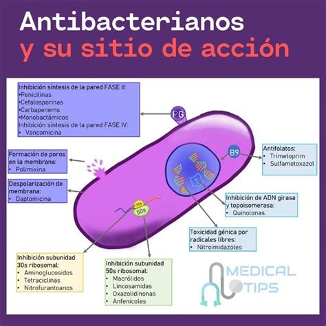 Resumen Sitios De Acci N De Los Antibacterianos Farmacolog A Medical