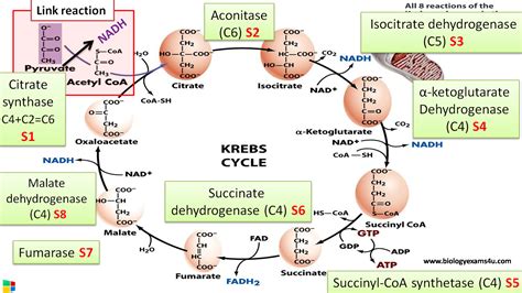 8 Steps Of Citric Acid Cycle Krebs Cycle And Enzymes Involved In Each
