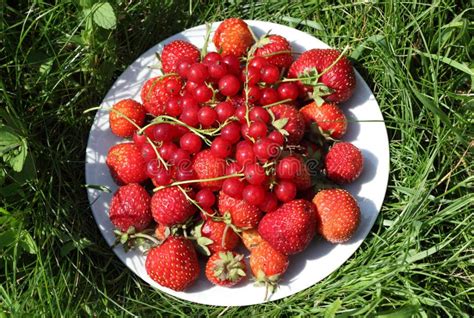 Fraises M Res Et Groseilles Rouges Sur Le Plat L Herbe Image Stock