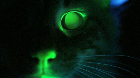 Cats That Glow In The Dark