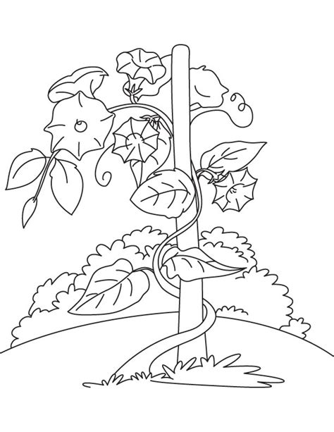 Flowers With Vines Coloring Pages Coloring Pages