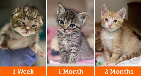 Ages Of Kittens With Pictures Citrontrend