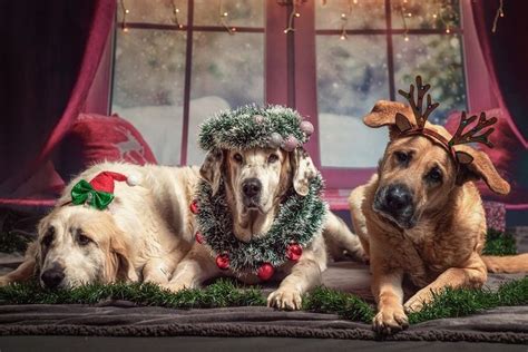 Christmas Celebrations With A Dog A Complete Holiday Guide Dog