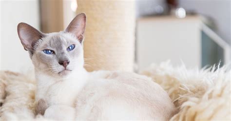 Do Siamese Mix Cat Breeds Make Good Pets By Trusty Tails Pet Care