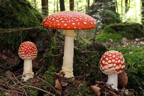 Native Fly Agaric Mushrooms Vs Non Native Eat The Planet