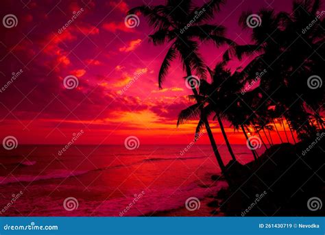 Coconut Palm Trees Silhouettes On Tropical Ocean Coast At Sunset With