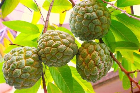 Sebahagian orang barat yang tidak tahan dengan baunya telah menggambarkan buah durian dengan gambaran seperti. Buah-buahan tempatan