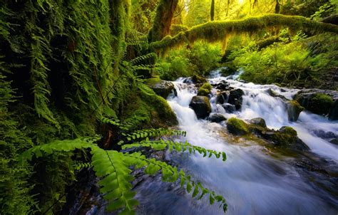 Wallpaper Greens Forest Summer Water Branches Stream Stones