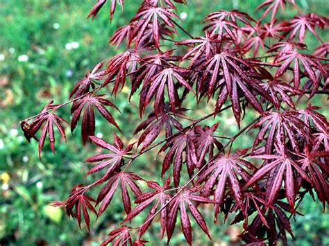 Japanese Maples Hues Provide Perfect Landscape Component