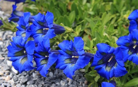Gentian Herb Uses And Side Effects