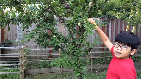 Can i grow cantaloupes in southern. Pluot and Aprium For Backyard Gardeners - Planting Fruit ...