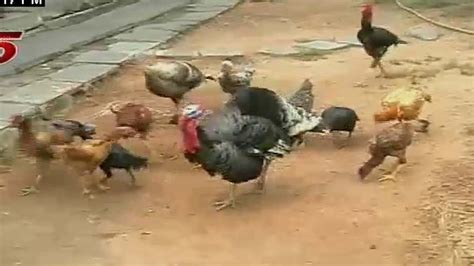 wild turkey poultry farming youtube