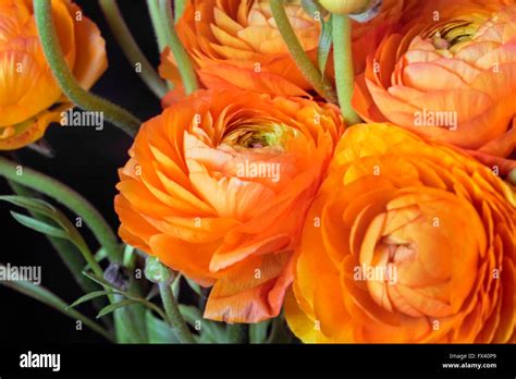 Beauty Orange Flowers Of Ranunculuses For Pleasure And Present Stock