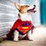 Dog Superhero Costumes Halloween For Canine Crimefighters