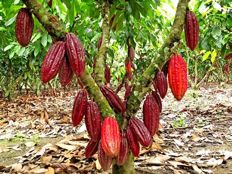 10 Red Cocoa Seeds Cacao Seeds Theobroma Grow Your Own Etsy