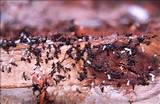 Pictures of Termite Nematodes