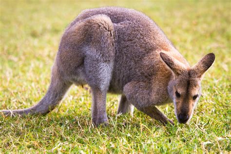 A Z List Of Native Australian Animals With Pictures