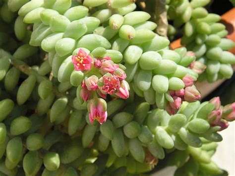 Burro's tail is a flowering plants in the crassulaceae family; Sedum morganianum - Wikipedia