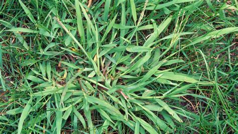 Crabgrass Pre Emergent And How To Control Crabgrass