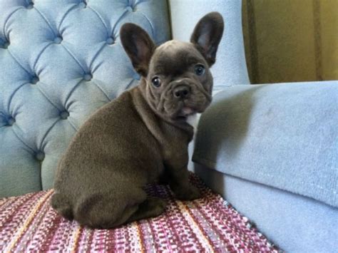 Last updated on february 12, 2021. How Much Do French Bulldogs Cost In Canada | French Bulldog