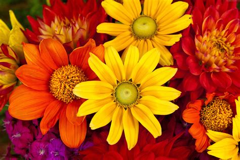 Free Download Fall Flowers Wallpaper 1920x1080 For Your Desktop