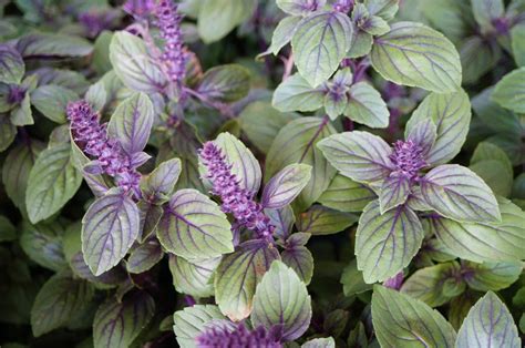 African Blue Basil An Excellent Addition To Your Landscape