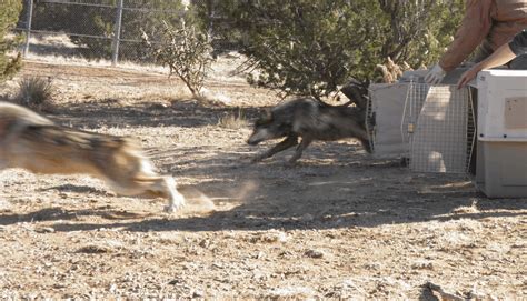 Mexican Wolf Turner Endangered Species Fund