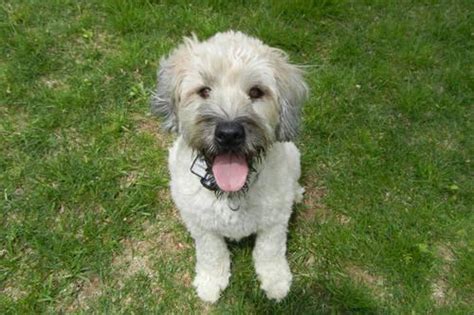 Don't miss what's happening in your neighborhood. Wheaten Terrier/Poodle mix - WHOODLE Puppies for Sale in ...