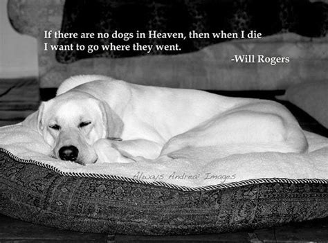 Dogs In Heaven Will Rogers Quotedog Love Series Images Fine Art